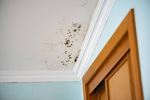 Best Mold Damage Repair  in Seaville, NJ