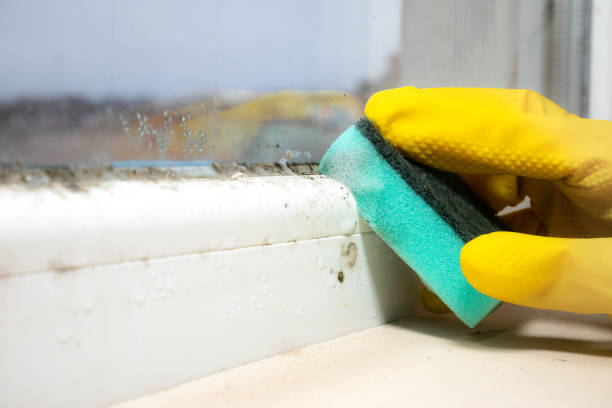 Best Attic Mold Removal  in Seaville, NJ