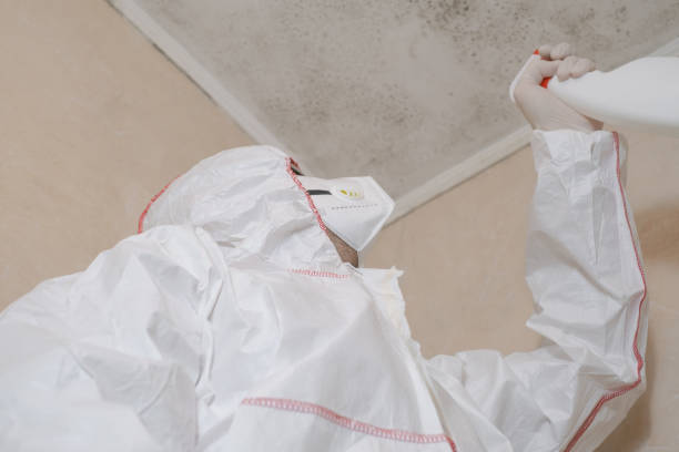 Professional Mold Removal in Seaville, NJ