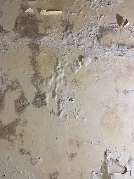 Best Crawl Space Mold Removal  in Seaville, NJ