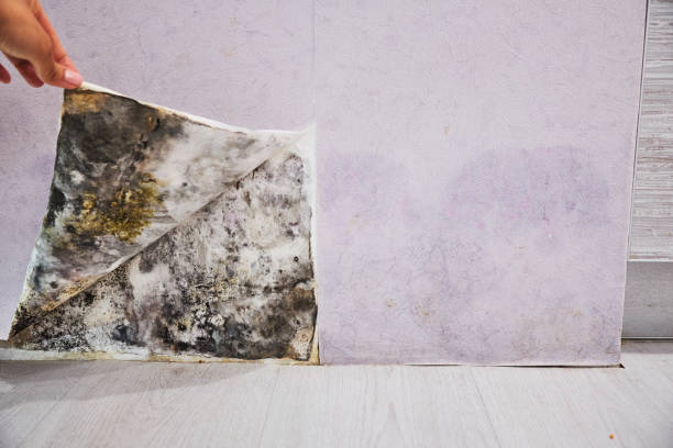 Best Commercial Mold Removal  in Seaville, NJ